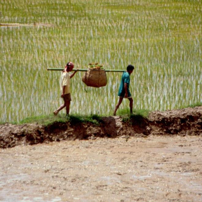 dans les rizières
