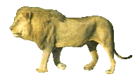 Lion102anmat