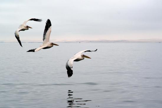 Pe licans a walvis bay