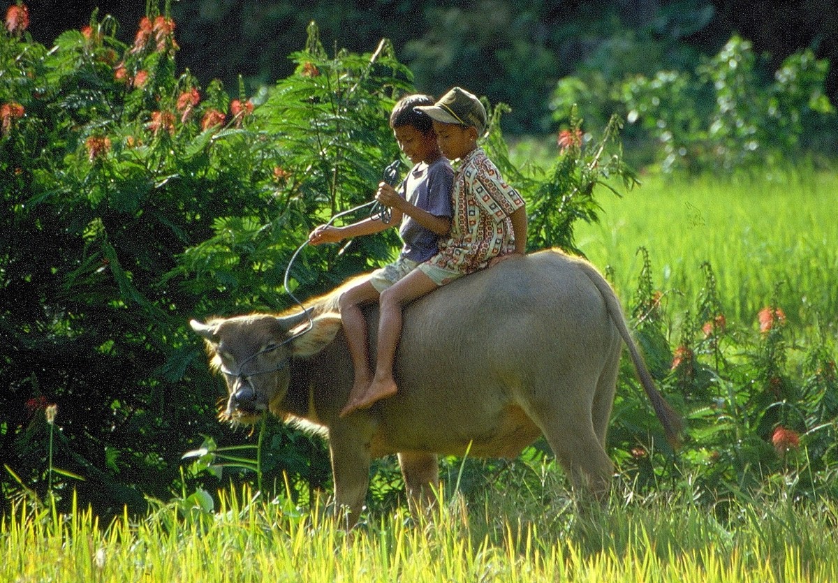 Enfants paisibles