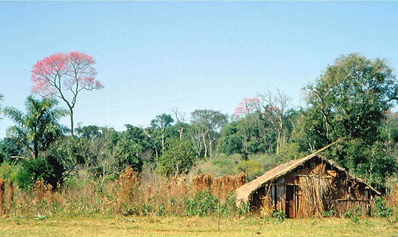 Lapachos en fleur