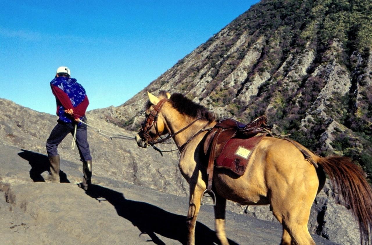 Chevaux pour l'ascension