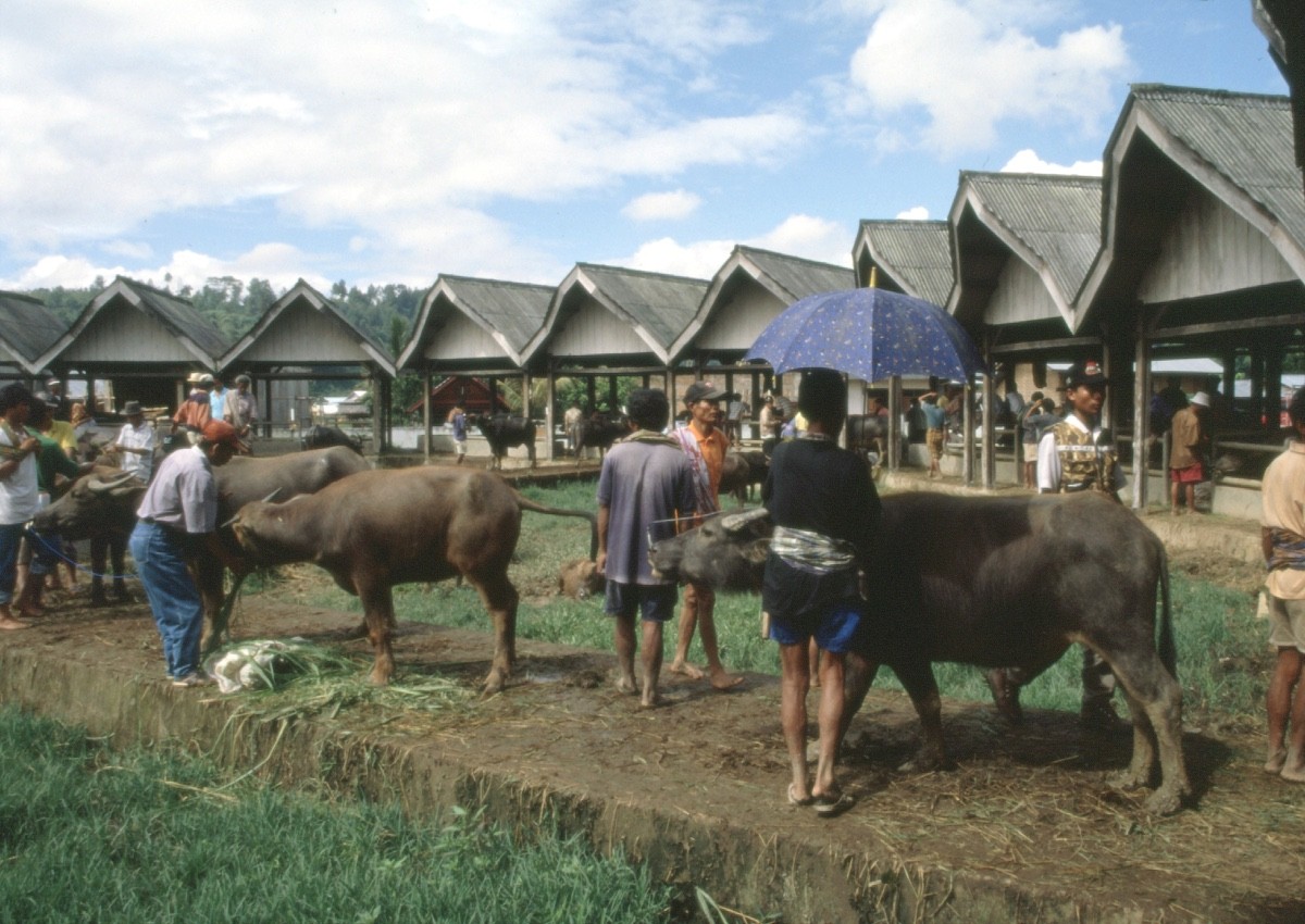 Buffles à vendre