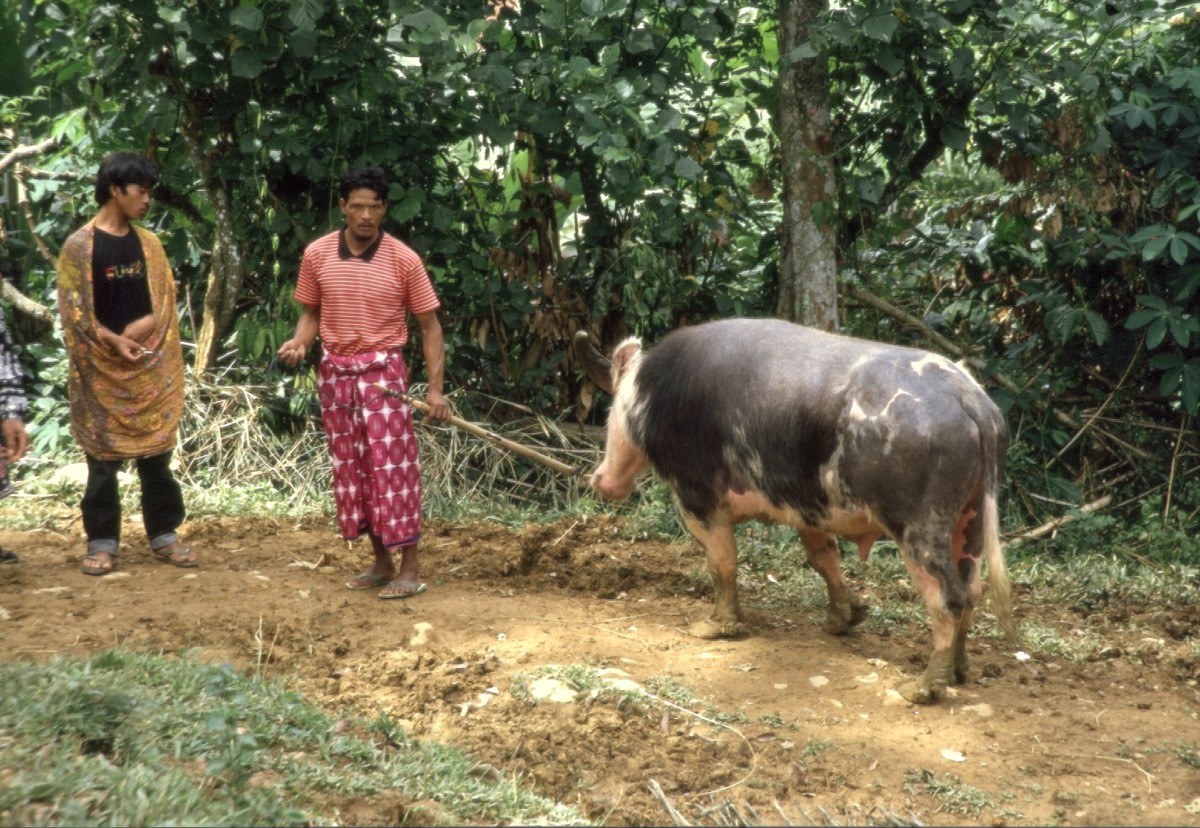 La vie quotidienne avec les buffles