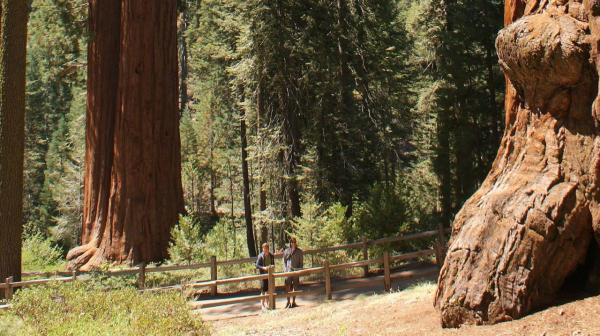 Kings canyon National Park