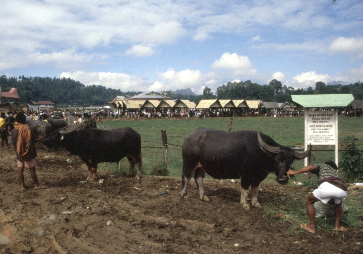 Marché de Bolu à Rantepao