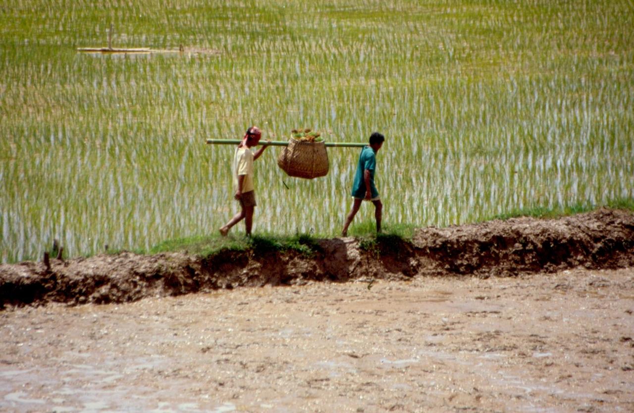 Travaux quotidiens dans les rizières