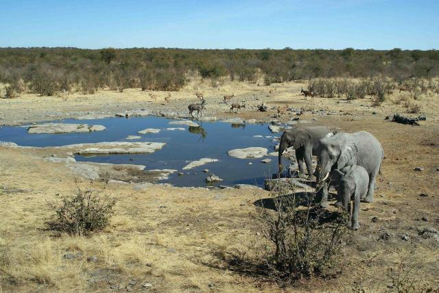 Elephants