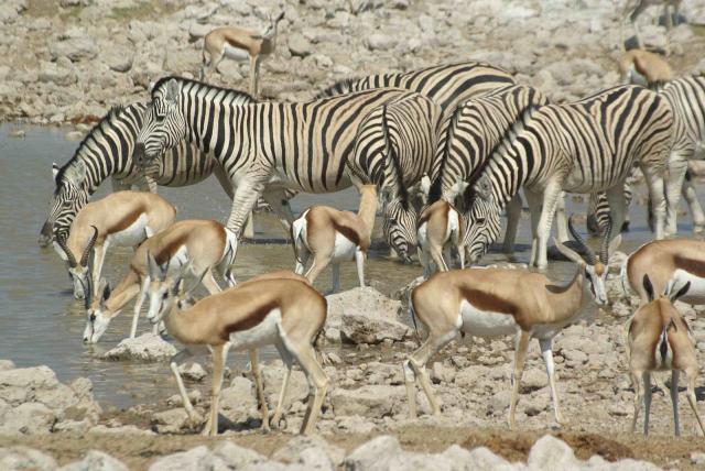 Etosha