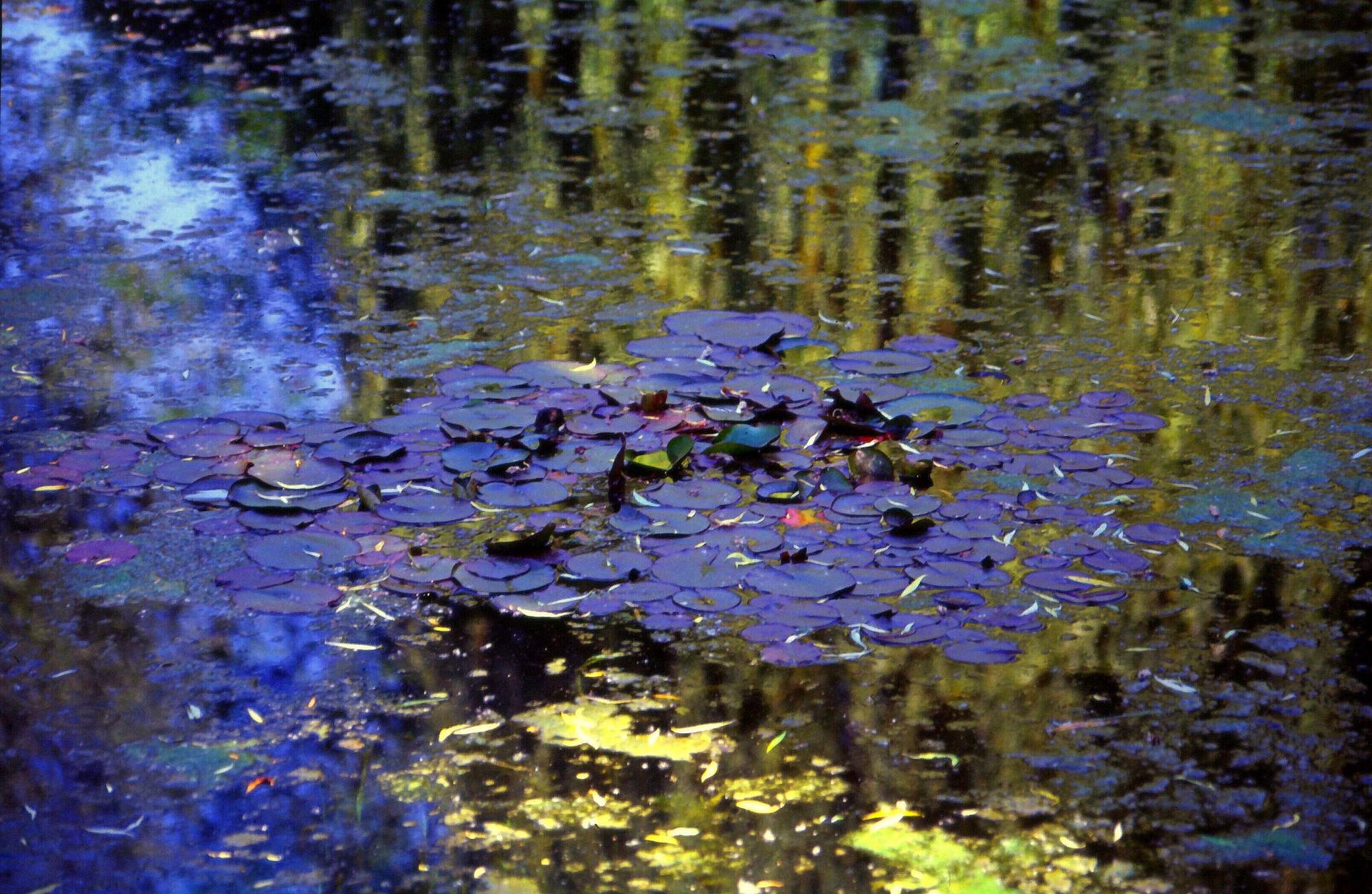 Giverny chez monet