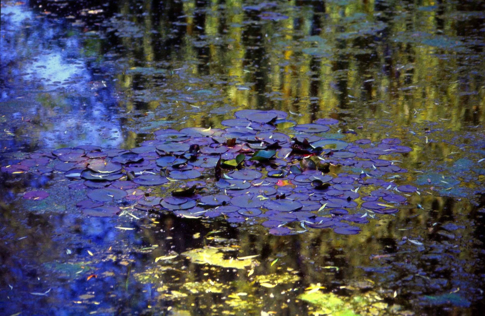 Giverny chez monet