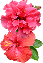 Hibiscus2