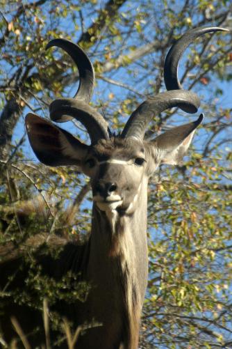 Kudu male