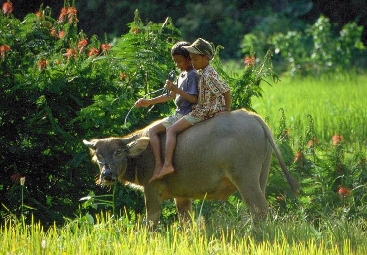 Pays toraja 1
