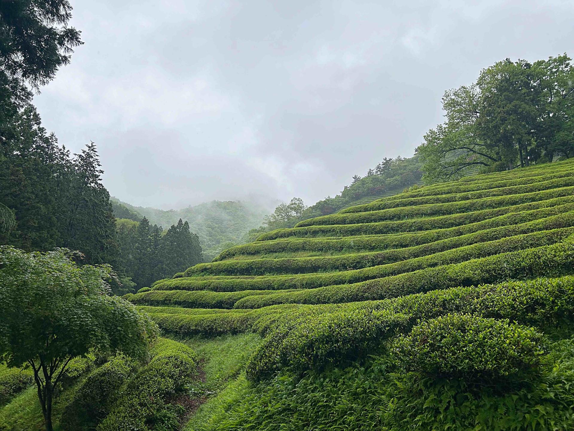 Plantation de Daehan Dawo